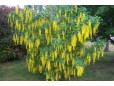 Laburnum anagyroides